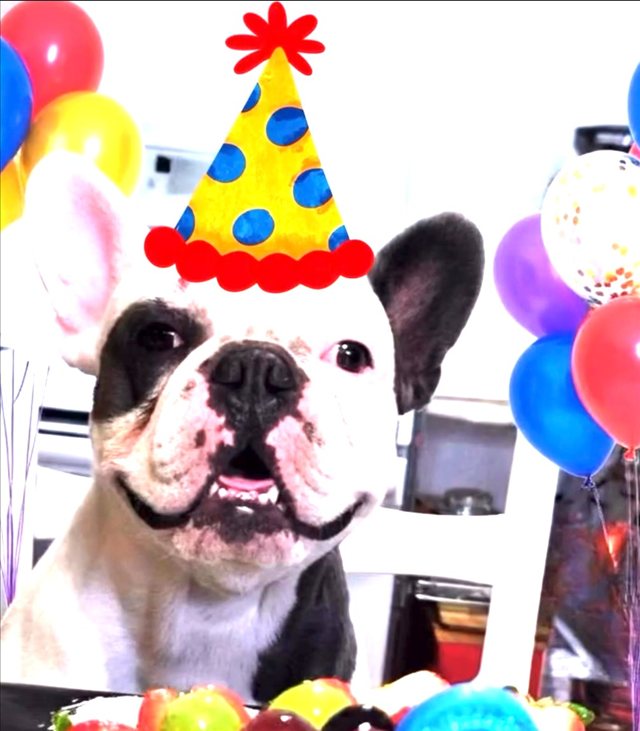 Trufa, Casa Flamenca's French bulldog, in a party hat